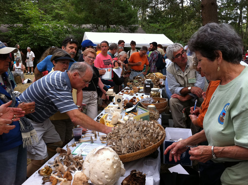 Mystic Mushroom Festival